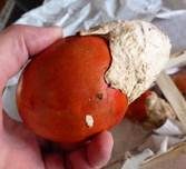 Kaiserling, Foto 20