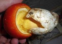 Kaiserling, Foto 21
