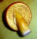 Kaiserling, Foto 23