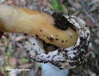 Kaiserling, Foto 24