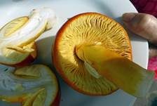 Kaiserling, Foto 26