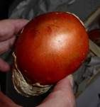 Kaiserling, Foto 33