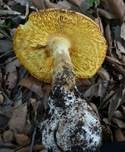 Kaiserling, Foto 34