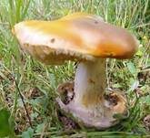 Kaiserling, Foto 35