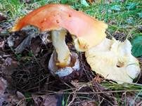 Kaiserling, Foto 36