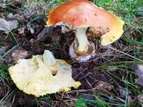 Kaiserling, Foto 38