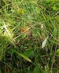 Kaiserling, Foto 39