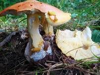 Kaiserling, Foto 40