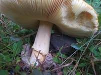 Kaiserling, Foto 41