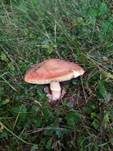 Kaiserling, Foto 42