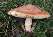 Kaiserling, Foto 43