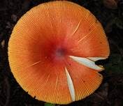 Kaiserling, Foto 7
