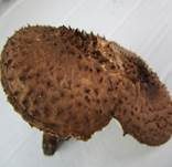 Kakaobrauner Stachelschirmling, Foto 12