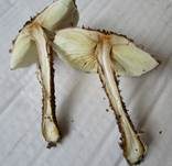 Kakaobrauner Stachelschirmling, Foto 15