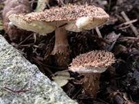 Kakaobrauner Stachelschirmling, Foto 16