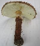 Kakaobrauner Stachelschirmling, Foto 11