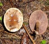Kakaofälbling, Foto 7