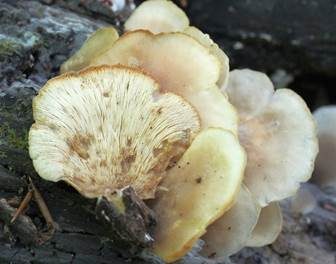 Biberzähling, Foto 2