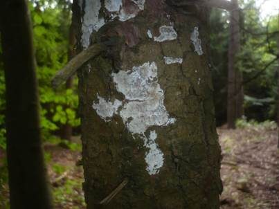 Kalkfarbene Wachskruste, Foto 2