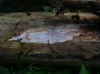 Kalkfarbene Wachskruste, Foto 7