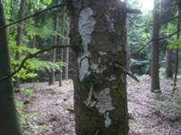Kalkfarbene Wachskruste, Foto 9