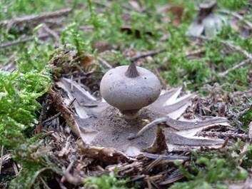 Kammerdstern, Foto 2