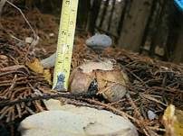 Kammerdstern, Foto 16