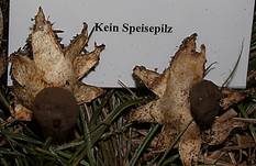 Kammerdstern, Foto 29