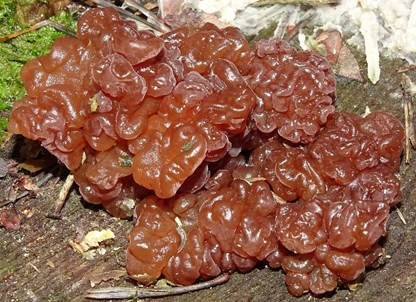 Kandisbrauner Drüsling, Foto 3
