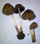 Kantigsporiger Tintling, Foto 14