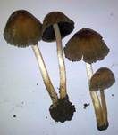 Kantigsporiger Tintling, Foto 16