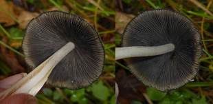 Kantigsporiger Tintling, Foto 6