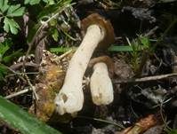 Käppchenmorchel, Foto 31