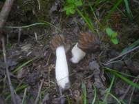 Käppchenmorchel, Foto 36