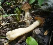 Käppchenmorchel, Foto 38