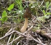 Käppchenmorchel, Foto 42