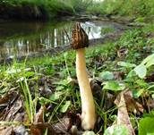 Käppchenmorchel, Foto 48