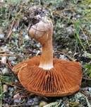 Karamellfalber Wasserkopf, Foto 5