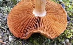 Karamellfalber Wasserkopf, Foto 8