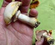 Karbol-Champignon, Foto 14