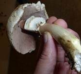 Karbol-Champignon, Foto 17
