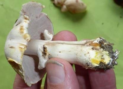 Karbol-Champignon, Foto 5