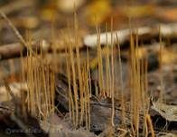 Binsenkeule, Foto 14