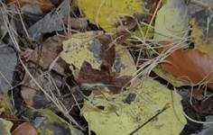 Binsenkeule, Foto 10
