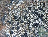 Karpaten-Schwarznapfflechte, Foto 5