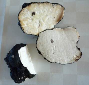 Karthäuser-Trüffel, Foto 3