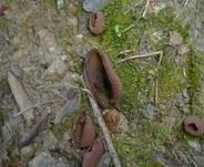 Kastanienbrauner Becherling, Foto 8