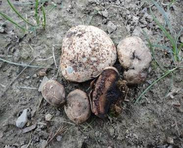 Kastanienbrauner Kugelschwamm, Foto 4
