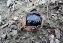 Kastanienbrauner Kugelschwamm, Foto 7