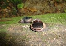 Kastanienbrauner Kugelschwamm, Foto 8